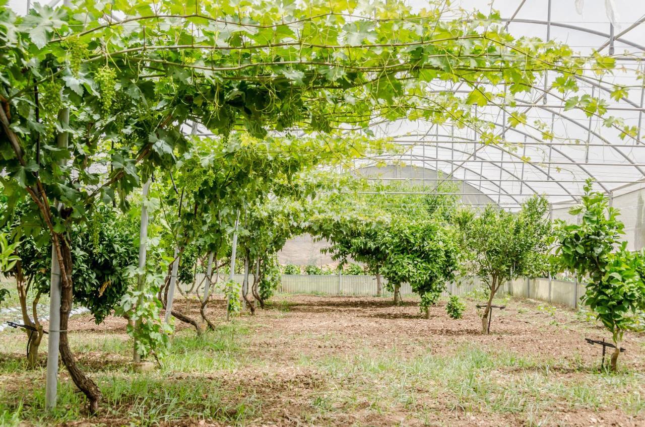 Vivere Gli Iblei - Maison En Plain Air Ragusa Kültér fotó